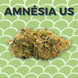 Fleur CBD Amnésia US