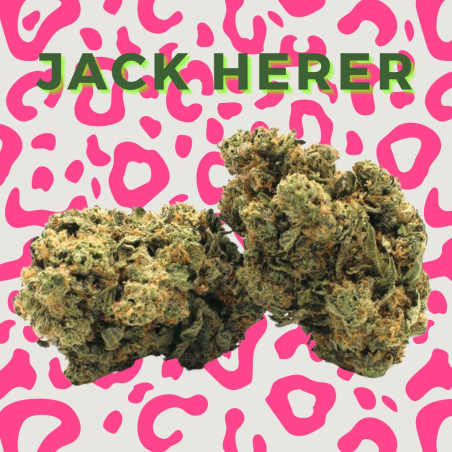 Fleur CBD Jack Herer - Fleur CBD - CBD Pas cher - Livraison CBD - CBD France - CBD Belgique