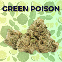 Green Poison CBD US - CBD Puissant - Caliweed CBD - Shoptacbd Paris