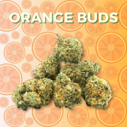 Fleur CBD Orange Bud