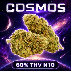 Fleur THV N10 Cosmos - Cosmos CBD THV N10 - THV N10 Puissant - CBC CBD - Livraison THV N10 Shoptacbd CBD Shop Paris