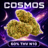 Fleur THV N10 Cosmos - Cosmos CBD THV N10 - THV N10 Puissant - CBC CBD - Livraison THV N10 Shoptacbd CBD Shop Paris