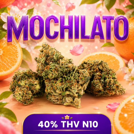 Mochilato THV N10 - CBD THV N10 - STV-10 - CBX - Alternative THC - Livraison THV N10 - Shoptacbd Paris