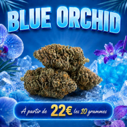 Fleur CBD - Blue Orchid