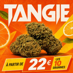 Fleur CBD - Tangie