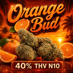 ‼️ EXTREME | Fleur 40% THV N10 Orange Bud