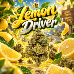 NATURELLEMENT PUISSANT I Lemon Driver