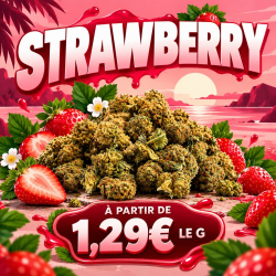 Small Buds CBD - Strawberry