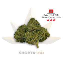 Fleur CBD Amnesia Haze vendue par CBD Shop Shoptacbd