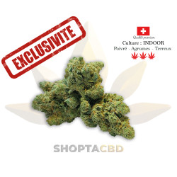 Fleur CBD Exclusivité Shoptacbd