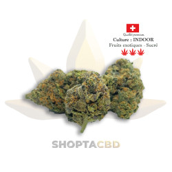 Fleur CBD Tropical Haze vendue par CBD Shop Shoptacbd