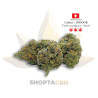 Fleur CBD Tropical Haze