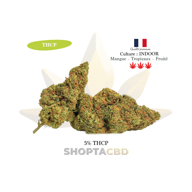Fleur 5% THCP Mango vendue par Shoptacbd CBD SHOP PARIS Fleur 5% THCP Mango vendue par Shoptacbd CBD SHOP PARIS