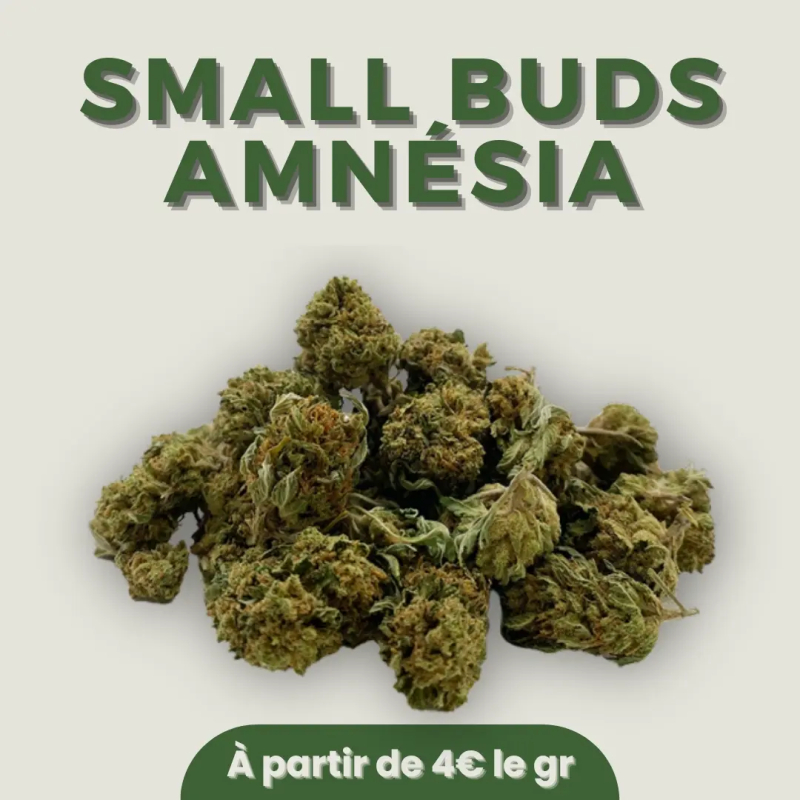 Small Buds 30% 10-OH-HHC Amnésia vendu pas CBD Shop Shoptacbd, 10-OH-HHC pas cher Small Buds 30% 10-OH-HHC Amnésia vendu pas CBD Shop Shoptacbd, 10-OH-HHC pas cher