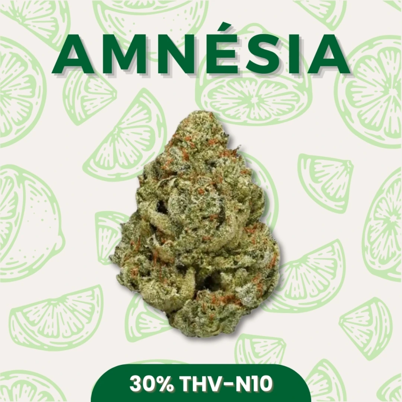 Fleur puissante 30% THV-N10 Amnésia vendu par CBD Shop Shoptacbd Fleur puissante 30% THV-N10 Amnésia vendu par CBD Shop Shoptacbd