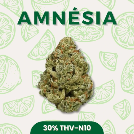 Fleur puissante 30% THV-N10 Amnésia vendu par CBD Shop Shoptacbd