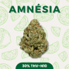 Fleur puissante 30% THV-N10 Amnésia vendu par CBD Shop Shoptacbd