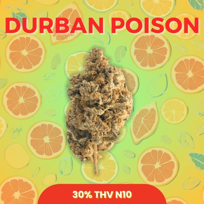 Fleur 30% THV N10 Durban Poison - THV N10 pas cher - THV N10 France Fleur 30% THV N10 Durban Poison - THV N10 pas cher - THV N10 France