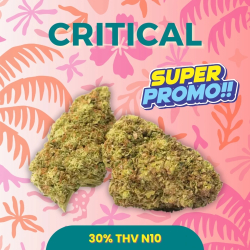 BON PLAN|Fleur 30 THV N10 Critical