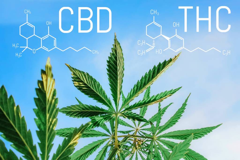 CBD vs THC