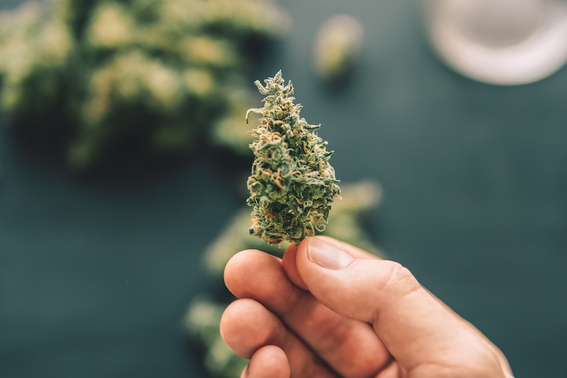 Fleur CBD MCL Muscimol - Shoptacbd
