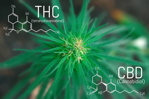 CBD vs THC