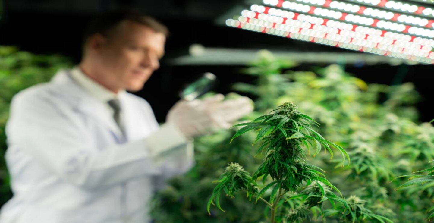 CBD et vieillissement : maintenir la santé des seniors