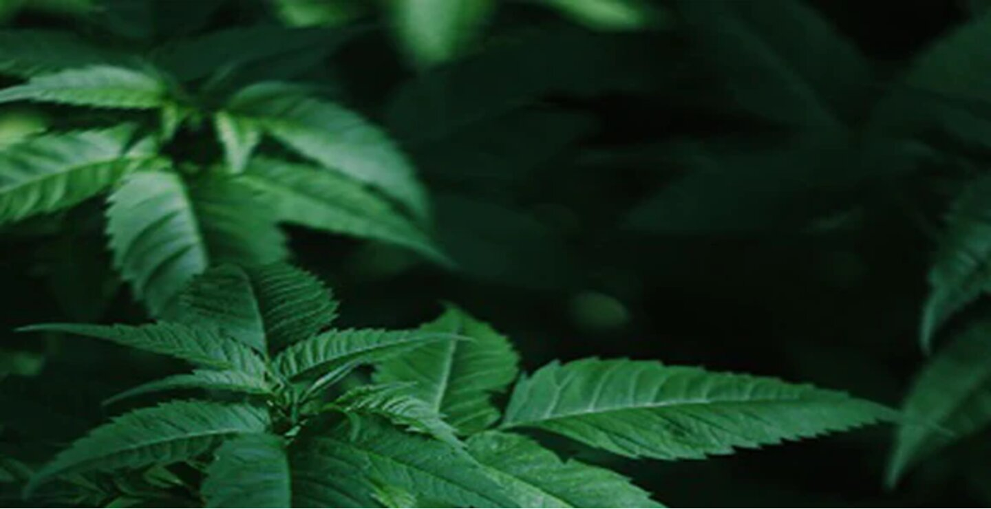 Le classement TOP 15 des meilleures variété de fleur CBD en France en 2022