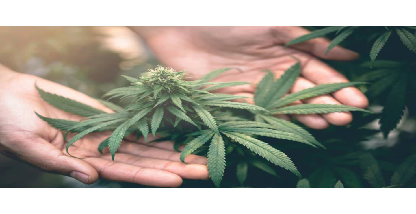 CBD : ses vertus et effets
