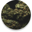 Fleurs THV N10