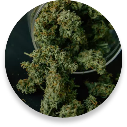 Fleurs THV N10